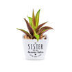 Picture of SENTIMENT SUCCULENTS SISTER